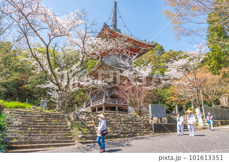 【第八番札所】熊谷寺 桜と多宝塔【四国八十八箇所】 【第八番札所】熊谷寺 桜と多宝塔【四国八十八箇所】 101613351