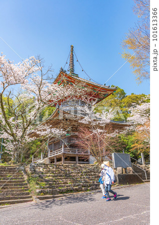 【第八番札所】熊谷寺　桜と多宝塔【四国八十八箇所】 101613366