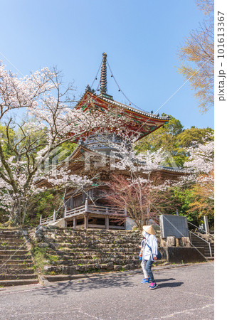 【第八番札所】熊谷寺　桜と多宝塔【四国八十八箇所】 101613367