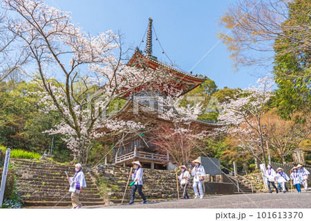 【第八番札所】熊谷寺 桜と多宝塔【四国八十八箇所】 【第八番札所】熊谷寺 桜と多宝塔【四国八十八箇所】 101613370