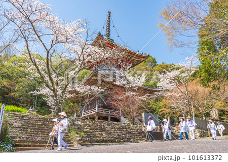【第八番札所】熊谷寺　桜と多宝塔【四国八十八箇所】 101613372