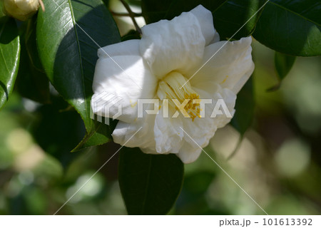 玉兎 ツバキの花 玉兎 ツバキの花 101613392