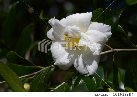 玉兎 ツバキの花 玉兎 ツバキの花 101613394