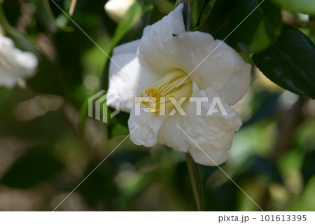 玉兎 ツバキの花 玉兎 ツバキの花 101613395