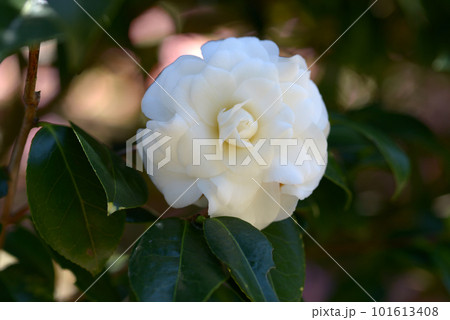 玉兎 ツバキの花 玉兎 ツバキの花 101613408