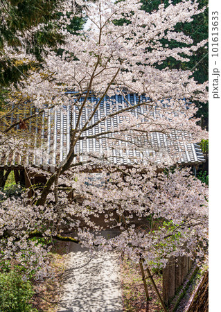 【第八番札所】熊谷寺 桜と中門【四国八十八箇所】 【第八番札所】熊谷寺 桜と中門【四国八十八箇所】 101613633