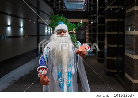 Russian Santa Claus carries a Christmas tree at night outdoors. Russian Santa Claus carries a Christmas tree at night outdoors. 101613637