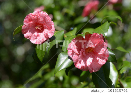 草紙洗　 ツバキの花 101613791