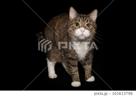 Large gray and striped cat Large gray and striped cat 101613798