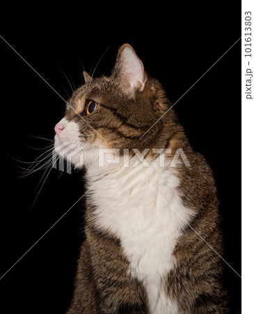 Portrait of a gray cat in profile Portrait of a gray cat in profile 101613803