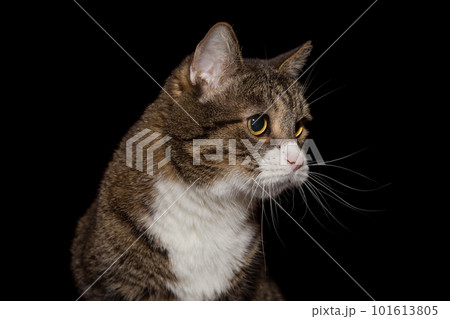 Portrait of a gray cat in profile 101613805
