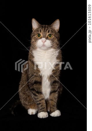 Portrait of a large gray cat 101613809