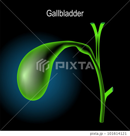 gallbladder on dark background. x-ray blue...のイラスト素材 [101614121] - PIXTA