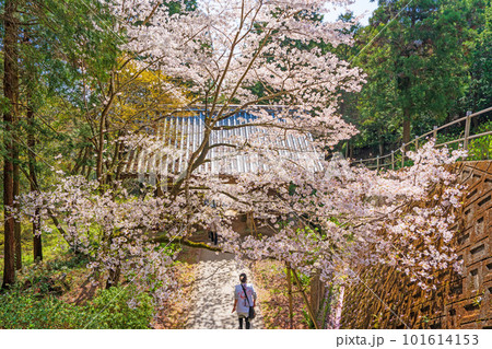 【第八番札所】熊谷寺　桜と中門【四国八十八箇所】 101614153