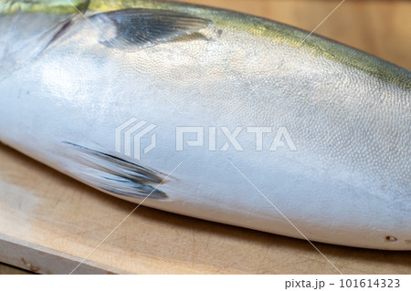 ブリ　ワラサ 101614323