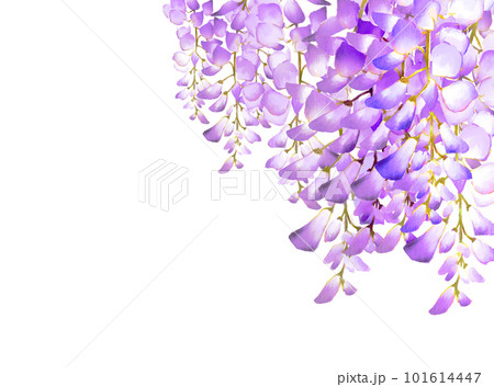 藤の花(切り抜き) 藤の花(切り抜き) 101614447