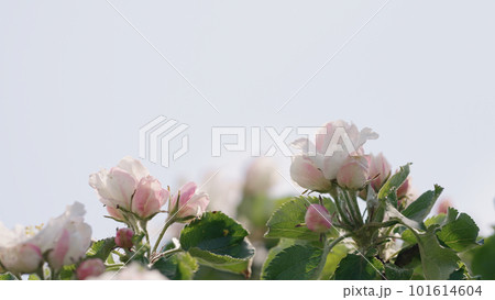 Spring tender apple flowers closeup shot 101614604