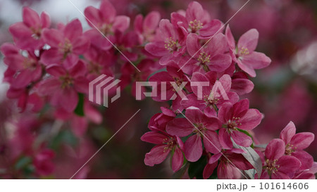 Spring purple apple flowers closeup shot 101614606