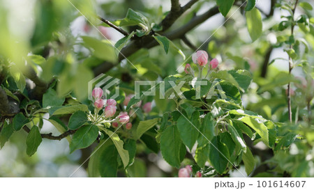 Spring pink apple flowers closeup shot 101614607