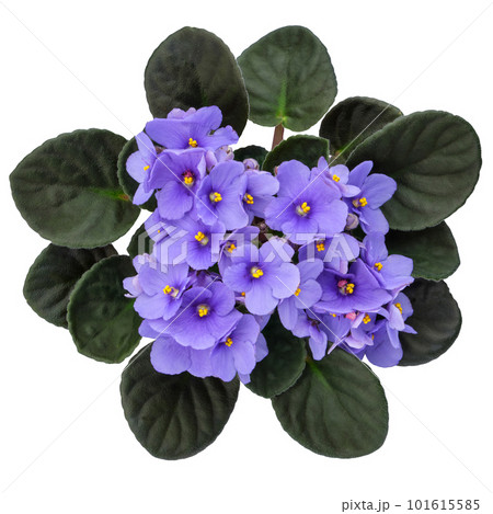 Blue Violet Saintpaulia flower isolated on white background. African Saintpaulia houseplant. Top view. Blue Violet Saintpaulia flower isolated on white background. African Saintpaulia houseplant. Top view. 101615585
