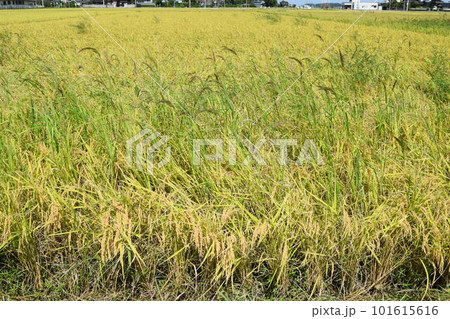 強害雑草 ケイヌビエ 101615616