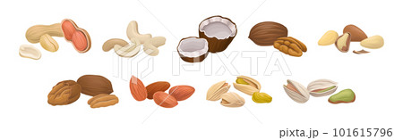 Nuts as Dry Edible Seeds with High Fat Content Vector Set Nuts as Dry Edible Seeds with High Fat Content Vector Set 101615796