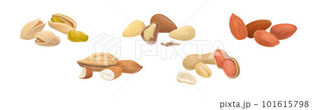 Nuts as Dry Edible Seeds with High Fat Content Vector Set 101615798