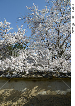 醍醐寺　境内の土塀と桜　京都市伏見区 101615861