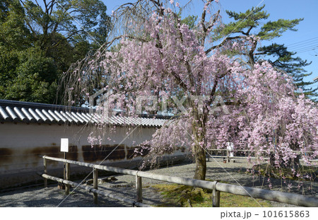 醍醐寺　境内の土塀と枝垂れ桜　京都市伏見区 101615863