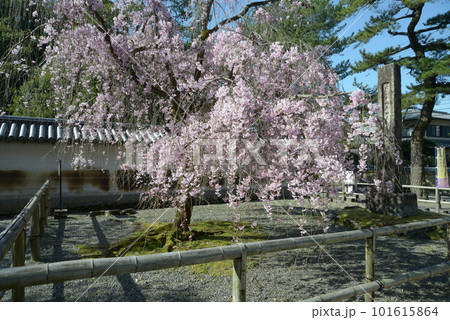 醍醐寺 境内の土塀と枝垂れ桜 京都市伏見区 醍醐寺 境内の土塀と枝垂れ桜 京都市伏見区 101615864