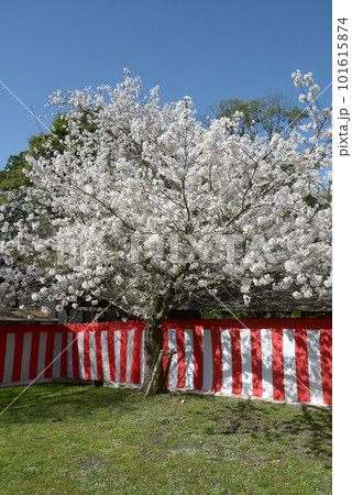 醍醐寺 境内の桜と天幕 京都市伏見区 醍醐寺 境内の桜と天幕 京都市伏見区 101615874