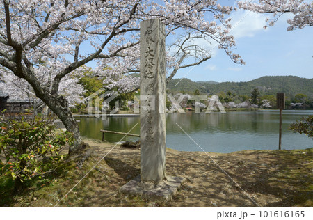 春の大沢池　入口の桜と石碑　京都市右京区嵯峨 101616165