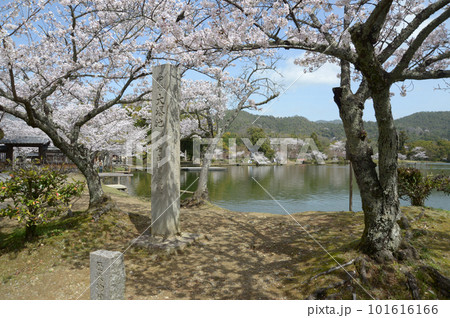 春の大沢池 入口の桜と石碑 京都市右京区嵯峨 春の大沢池 入口の桜と石碑 京都市右京区嵯峨 101616166