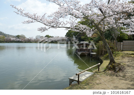 春の大沢池　屋形船　京都市右京区嵯峨 101616167