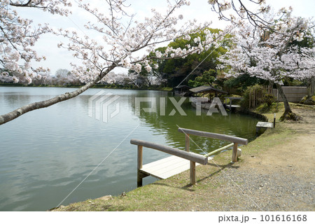 春の大沢池　屋形船　京都市右京区嵯峨 101616168