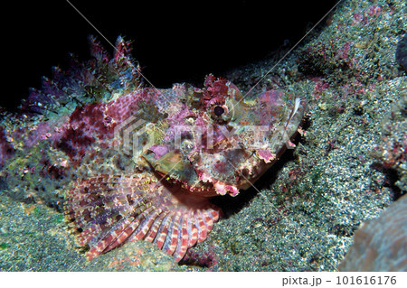 オニカサゴ　海中写真 101616176