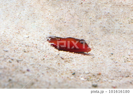 眠る魚　ツユベラ 101616180