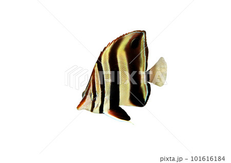 タルマ・コーラルフィッシュ 白バック タルマ・コーラルフィッシュ 白バック 101616184