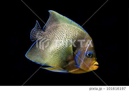 サザナミヤッコ　黒バック 101616197