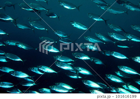 メアジ 群れ 海中写真 メアジ 群れ 海中写真 101616199