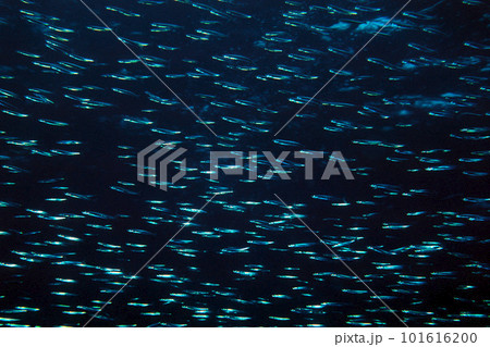 キビナゴの群れ　魚群　キビナゴの魚群　海中写真 101616200