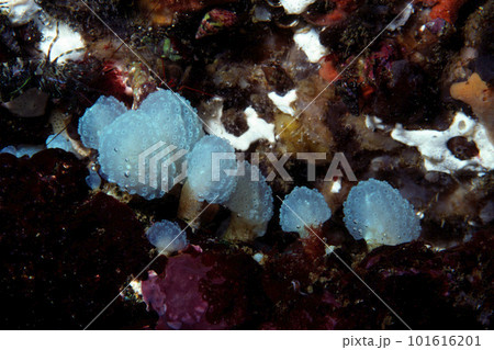 キノコボヤ 水中写真 キノコボヤ 水中写真 101616201