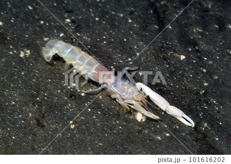 スナモグリ 101616202