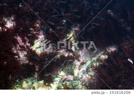 潮だまりの魚 メジナの幼魚 カゴカキダイの幼魚 潮だまりの魚 メジナの幼魚 カゴカキダイの幼魚 101616206