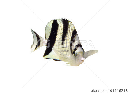 カガミチョウチョウウオ 白バック カガミチョウチョウウオ 白バック 101616213