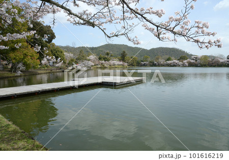春の大沢池 池舞台 京都市右京区嵯峨 春の大沢池 池舞台 京都市右京区嵯峨 101616219