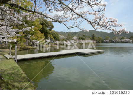 春の大沢池　池舞台　京都市右京区嵯峨 101616220