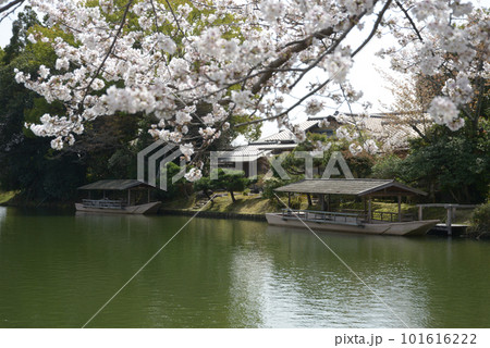 春の大沢池 屋形船 京都市右京区嵯峨 春の大沢池 屋形船 京都市右京区嵯峨 101616222