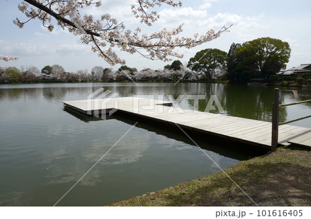 春の大沢池　池舞台　京都市右京区嵯峨 101616405