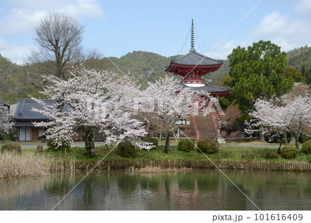 春の大沢池 心経宝塔 京都市右京区嵯峨 春の大沢池 心経宝塔 京都市右京区嵯峨 101616409